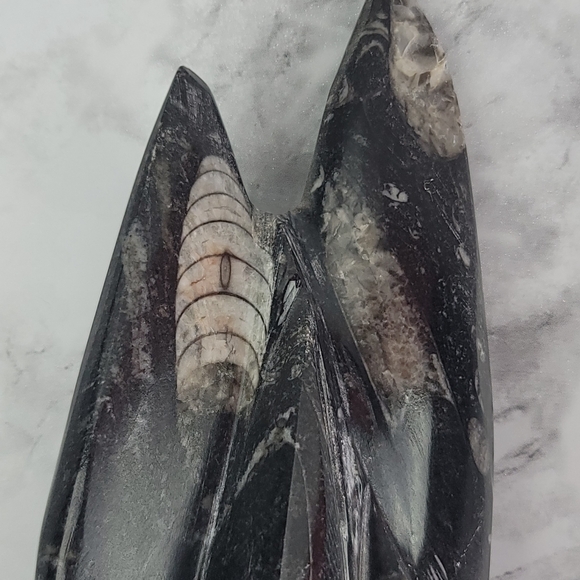 Orthoceras Fossil Home Decor Office Desk Bookend Display Black Gray Accent - Picture 10 of 16